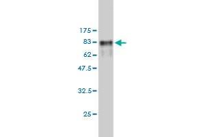 Western Blot detection against Immunogen (84.