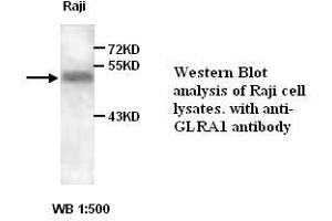 Image no. 1 for anti-Glycine Receptor, alpha 1 (GLRA1) antibody (ABIN1576729) (GLRA1 anticorps)