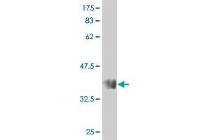 Western Blot detection against Immunogen (66.