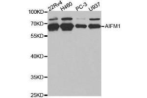 Western blot analysis of extracts of various cell lines, using AIFM1 antibody. (AIF anticorps  (AA 334-613))