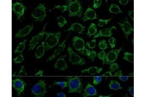 Immunofluorescence analysis of L929 cells using IDH3B Polyclonal Antibody at dilution of 1:100 (40x lens). (IDH3B anticorps)