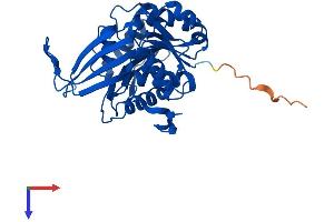 AlphaFold protein structure predicition of Human Recombinant RBKS Protein, UniprotID Q9H477