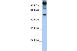 Western Blotting (WB) image for anti-FEZ Family Zinc Finger 1 (FEZF1) antibody (ABIN2459407) (FEZF1 anticorps)