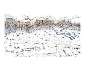 GEM antibody was used for immunohistochemistry at a concentration of 4-8 ug/ml to stain Squamous epithelial cells (arrows) in Human Skin.