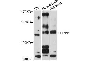 Western blot analysis of extracts of various cell lines, using GRIN1 antibody (ABIN5975849) at 1/1000 dilution. (GRIN1/NMDAR1 anticorps)