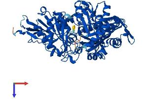 AlphaFold protein structure predicition of Mouse Recombinant Pgm5 Protein, UniprotID Q8BZF8