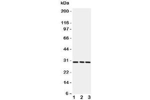 Western blot testing of CD134 / OX40 antibody and rat samples 1:  brain;  2: liver;  3: kidney.