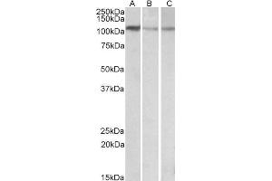 ABIN768655 (0. (MTHFD1L anticorps  (AA 535-538))