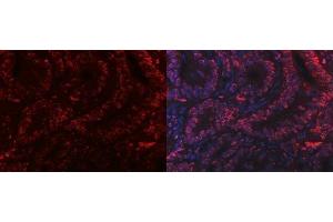 IF analysis of PC4/SUB1 using anti-PC4/SUB1 antibody (ABIN7602185). (SUB1 anticorps  (AA 62-127))