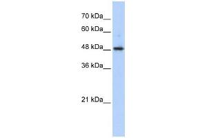 WB Suggested Anti-ABHD2 Antibody Titration:  0. (ABHD2 anticorps  (Middle Region))