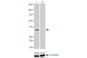 Western blot analysis of SFRS10 over-expressed 293 cell line, cotransfected with SFRS10 Validated Chimera RNAi (Lane 2) or non-transfected control (Lane 1). (TRA2B anticorps  (AA 120-199))