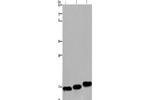 Western Blotting (WB) image for anti-Myosin, Light Chain 12B, Regulatory (MYL12B) antibody (ABIN2430075) (MYL12B anticorps)