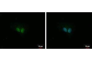 ICC/IF Image IP3KC antibody [N3C2], Internal detects IP3KC protein at nucleus by immunofluorescent analysis.