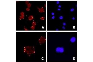 ABIN185364 staining of ATDC5 cells (Panels A and C) and DAPI (panels B and D). (Asporin anticorps  (Internal Region))