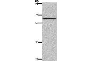 Western blot analysis of 293T cell, using DUSP8 Polyclonal Antibody at dilution of 1:200