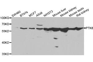 Western blot analysis of extracts of various cell lines, using PTK6 antibody (ABIN5975575) at 1/1000 dilution. (PTK6 anticorps)
