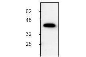 Image no. 1 for anti-Induced Myeloid Leukemia Cell Differentiation Protein Mcl-1 (MCL1) antibody (ABIN126984) (MCL-1 anticorps)
