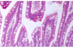 Anti-BTC antibody IHC staining of human small intestine. (Betacellulin anticorps)