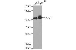 Western blot analysis of extracts of various cell lines, using NR3C1 antibody. (Glucocorticoid Receptor anticorps  (AA 1-280))