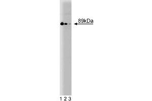 Western blot analysis of Stat4 on a rat testis lysate. (STAT4 anticorps  (AA 136-258))