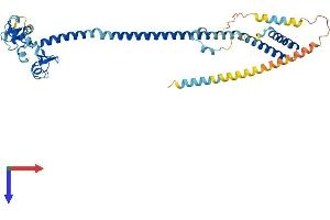 AlphaFold protein structure predicition of Mouse Recombinant Trim13 Protein, UniprotID Q9CYB0