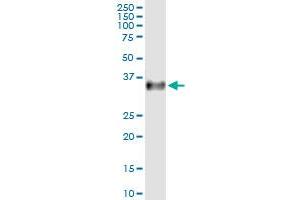 anti-Formyl Peptide Receptor 2 (FPR2) (AA 1-351) antibody