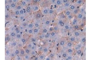 Detection of FGL1 in Rat Liver Tissue using Polyclonal Antibody to Fibrinogen Like Protein 1 (FGL1)