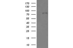 Image no. 1 for anti-Bone Morphogenetic Protein 1 (BMP1) (AA 225-617) antibody (ABIN1491232) (BMP1 anticorps  (AA 225-617))