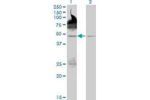 Western Blot analysis of PALM2 expression in transfected 293T cell line by PALM2 monoclonal antibody (M09), clone 1A8.
