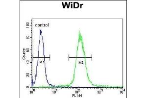 HSPD1 Antibody (C-term) (ABIN1882094 and ABIN2839474) flow cytometric analysis of WiDr cells (right histogram) compared to a negative control cell (left histogram). (HSPD1 anticorps  (C-Term))