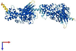 AlphaFold protein structure predicition of Human Recombinant HK2 Protein, UniprotID P52789