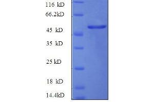Hepatocyte Growth Factor (Hepapoietin A, Scatter Factor) (HGF) (AA 477-728) protein (GST tag)