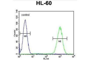 WDR93 Antibody (C-term) flow cytometric analysis of HL-60 cells (right histogram) compared to a negative control cell (left histogram). (WDR93 anticorps  (C-Term))
