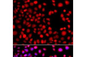 Immunofluorescence analysis of A549 cells using HLX Polyclonal Antibody (HLX anticorps)