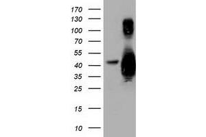 Western Blotting (WB) image for anti-Growth Arrest-Specific 7 (GAS7) antibody (ABIN1498379) (GAS7 anticorps)