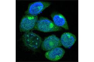Confocal immunofluorescence analysis of methanol-fixed HepG2 cells using PEG10 mouse mAb (green), showing cytoplasmic localization.