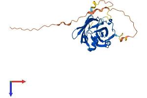 AlphaFold protein structure predicition of Human Recombinant UNC119 Protein, UniprotID Q13432