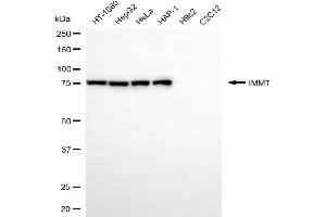 Western blotting analysis using IMMT antibody (ABIN7799040).