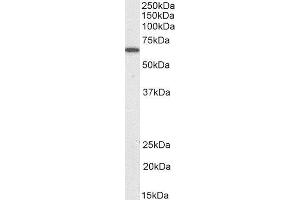 Biotinylated ABIN4902729 (0. (PDIA2 anticorps  (Internal Region) (Biotin))