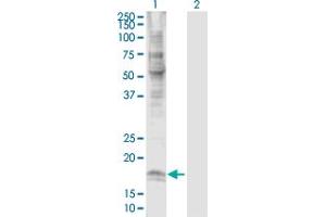 Western Blot analysis of CLDN7 expression in transfected 293T cell line by CLDN7 MaxPab polyclonal antibody. (Claudin 7 anticorps  (AA 1-211))