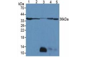Figure. (LDHB anticorps  (AA 1-334))