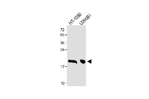 All lanes : Anti-CTAG1A Antibody (N-term) at 1:1000 dilution Lane 1: HT-1080 whole cell lysate Lane 2: U266B1 whole cell lysate Lysates/proteins at 20 μg per lane. (CTAG1A anticorps  (N-Term))