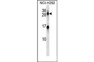 Western blot analysis of KLK14 Antibody (N-term) in NCI-H292 cell line lysates (35ug/lane).