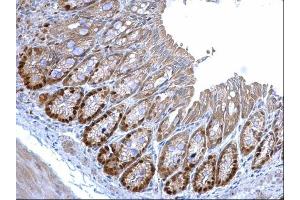 IHC-P Image MCM3 antibody [N1N3] detects MCM3 protein at nucleus on mouse colon by immunohistochemical analysis. (MCM3 anticorps)