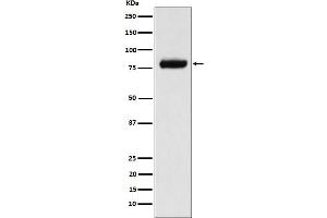 Western blot analysis of PLAP expression in MCF7 cell lysate.