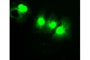 Image no. 5 for anti-P450 (Cytochrome) Oxidoreductase (POR) antibody (ABIN1497742) (POR anticorps)