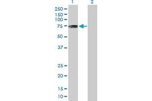 Western Blot analysis of PKMYT1 expression in transfected 293T cell line by PKMYT1 MaxPab polyclonal antibody. (PKMYT1 anticorps  (AA 1-499))