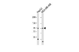 All lanes : Anti-OPHN1 Antibody (Center) at 1:1000 dilution Lane 1: HepG2 whole cell lysate Lane 2: MDA-MB-468 whole cell lysate Lysates/proteins at 20 μg per lane. (Oligophrenin 1 anticorps  (AA 284-315))