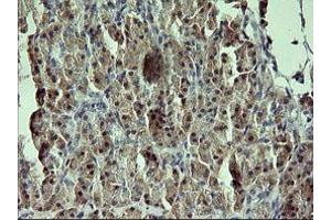 Image no. 1 for anti-Growth Arrest and DNA-Damage-Inducible, gamma (GADD45G) antibody (ABIN1497607)