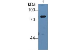 Rabbit Detection antibody from the kit in WB with Positive Control: Rat plasma. (Complement Factor B Kit ELISA)
